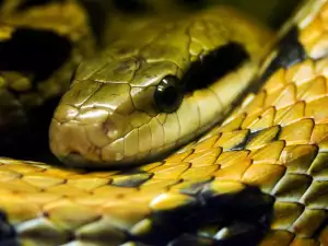 Yellow snake