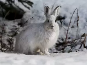 Американски заек