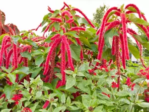 Amaranthus