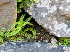 Spleenwort growing