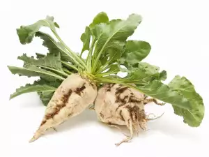 Sugar Beet