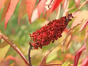 Sumac plant