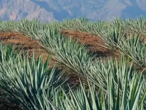 Agave