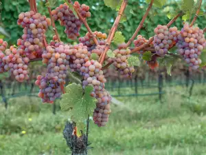 Traminer variety