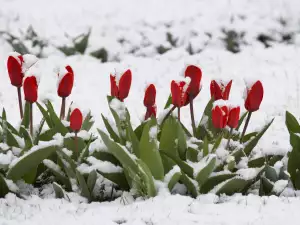 May Snow in Croatia