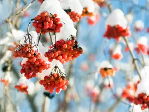 Viburnum tree