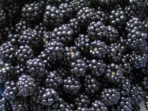 How to Dry Blackberries?