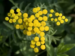 tansy flowers