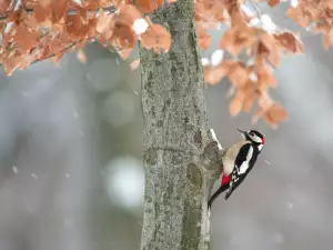 Голям пъстър кълвач