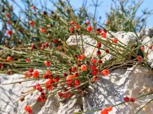 Ephedra bush