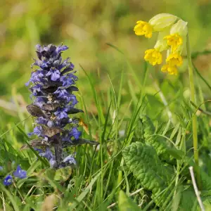 Biljka ajuga