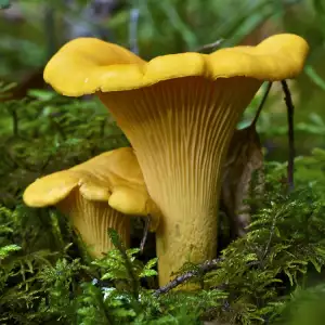 Chanterelle mushroom