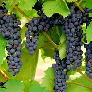 Syrah Grapes