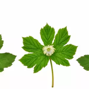 Goldenseal