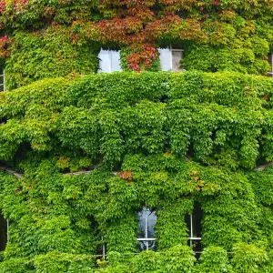 Ivy plant