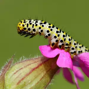 Figwort herb