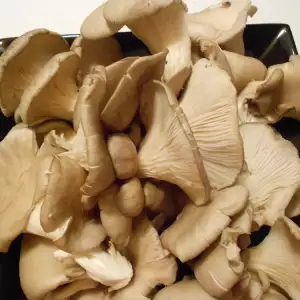 Oyster Mushrooms