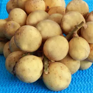 Langsat fruits