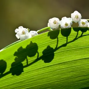 Lily of the Valley