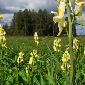 Toadflax  herb