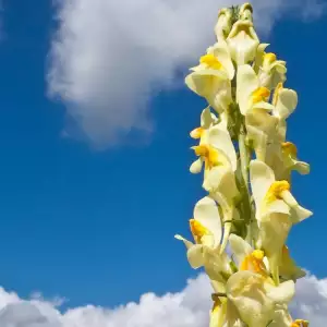 Toadflax plant