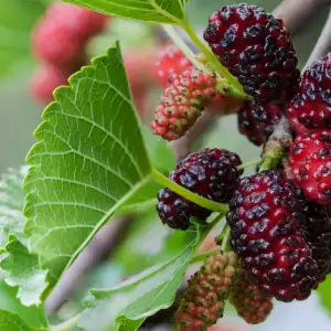 mulberries