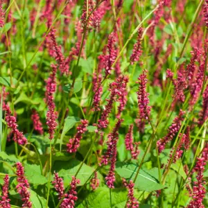 Water Pepper herb