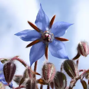 Borage herb