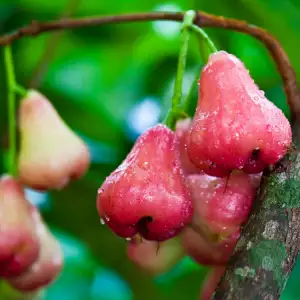 Rose Apple plant