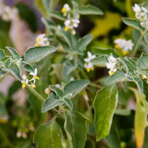 Solanum flowers