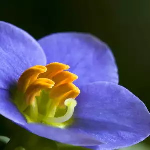 Persian Violet herb