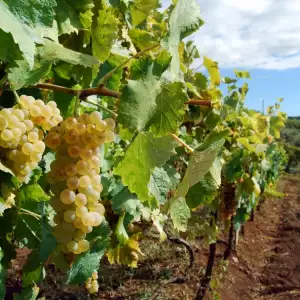 Chardonnay variety