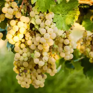 Viognier Grapes