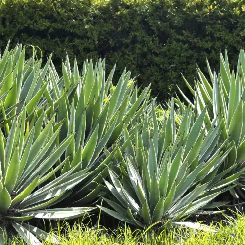 Agave