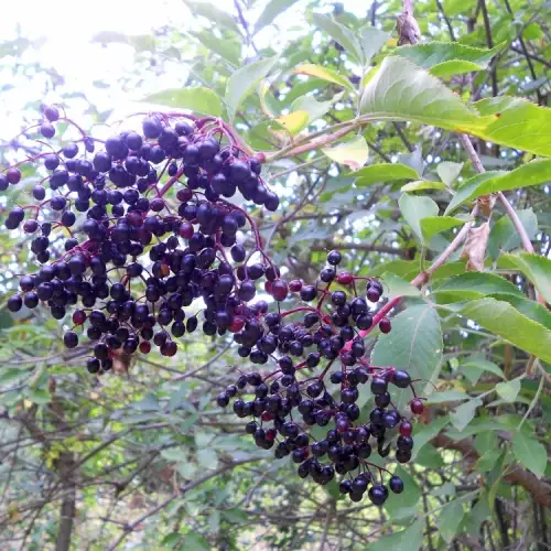 The Healing Power of Black Elder