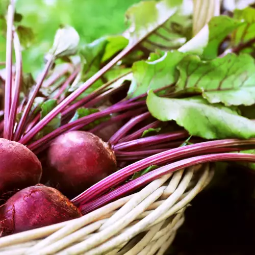 Warum sollte man mehr Rote Bete essen?