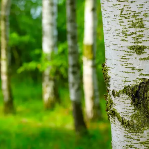 Trees with Magical Properties