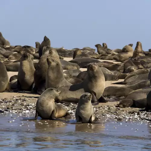 Cape Cross Seal Reserve