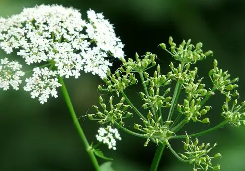 Непознатата индийска подправка Ажгон-Аджвайн (Ajwain)