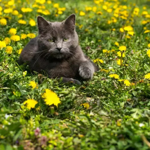 Какви паразити дебнат котките през лятото?