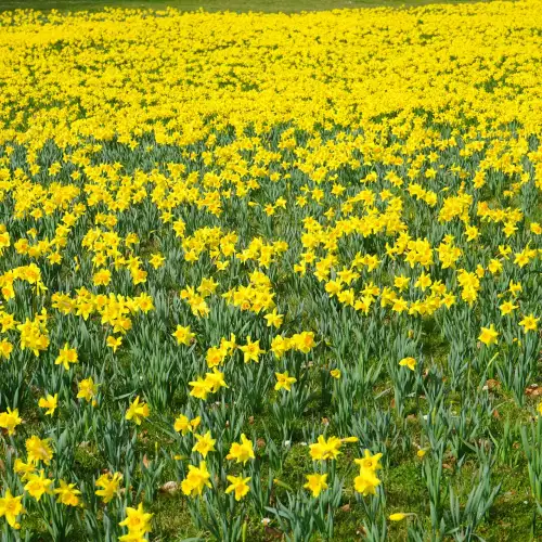 Див нарцис (Narcissus bulbocodium)