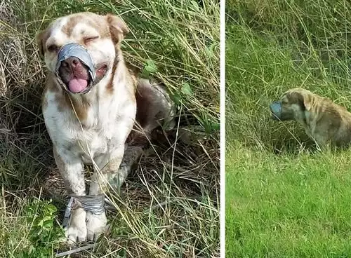 Куче беше вързано и оставено да умре. Тогава се случи чудо!