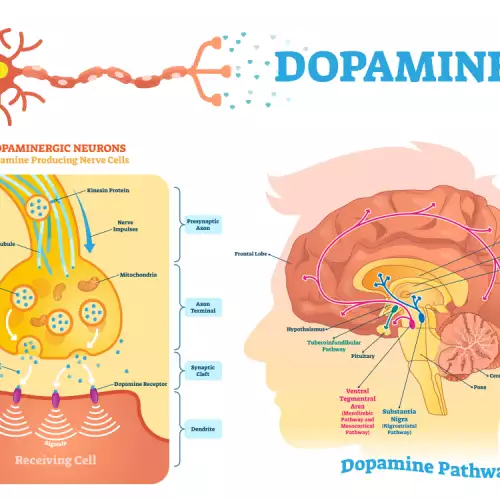 Какво намалява нивото на допамин в тялото