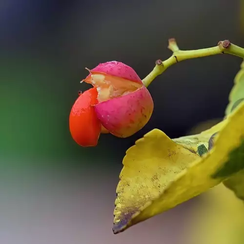 Японски чашкодрян, евонимус (Euonymus japonicus)