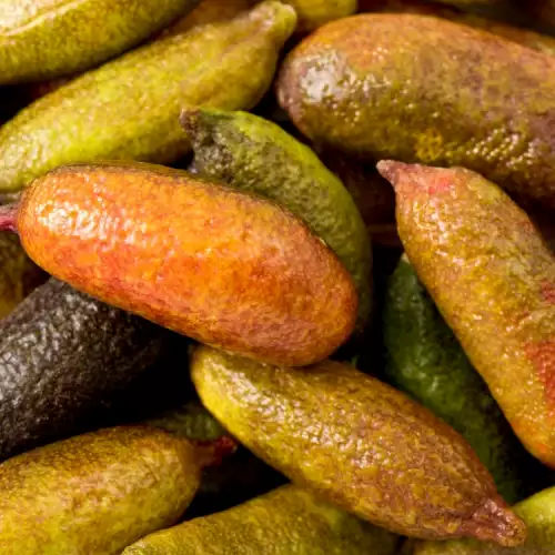 Finger Lime