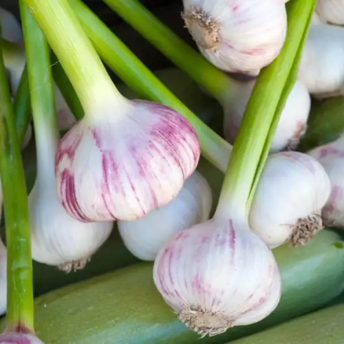 Verschillende redenen om verse knoflook te consumeren