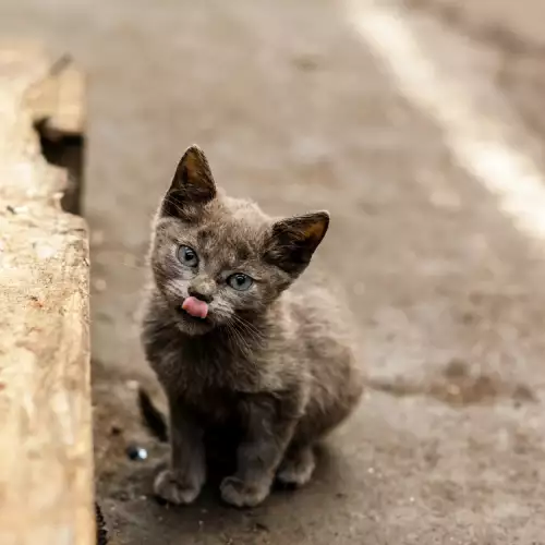 Знаци, че котката е дехидратирана