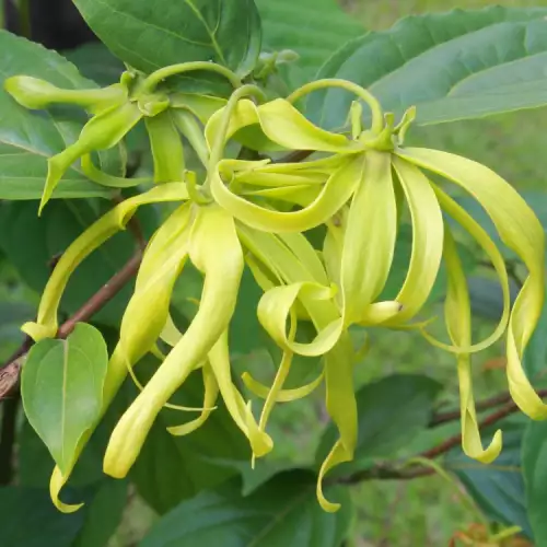 Ylang Ylang