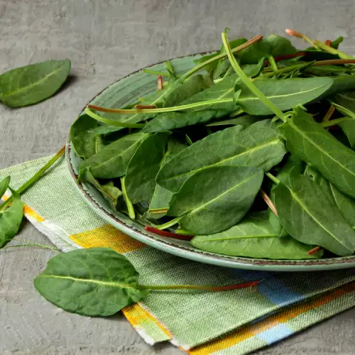 Why Should We Eat More Sorrel?