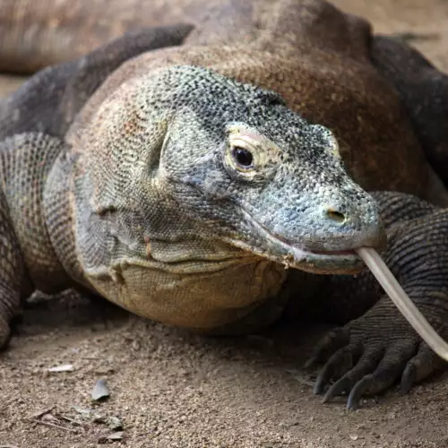 Komodo National Park